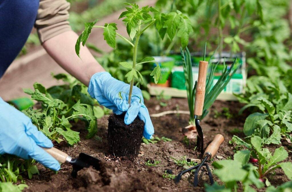 Effective Strategies for Pest Control in Your Garden