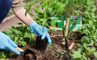 Effective Strategies for Pest Control in Your Garden